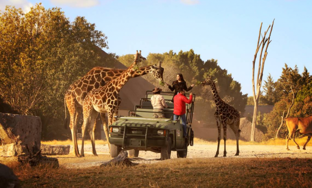 Viaje a Africam Safari y Puebla